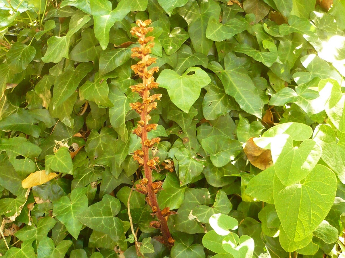 Orobanche hederae (Orobanchaceae)